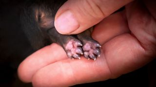 Nails on newborn puppy