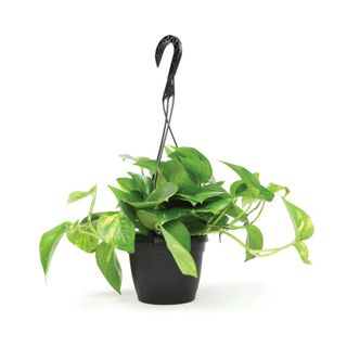 hanging house plant