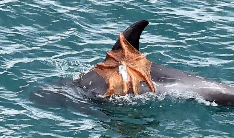 Risso's dolphin with octopus attached to dorsal fin