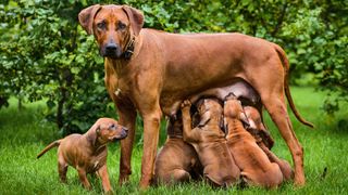 Dog with puppies