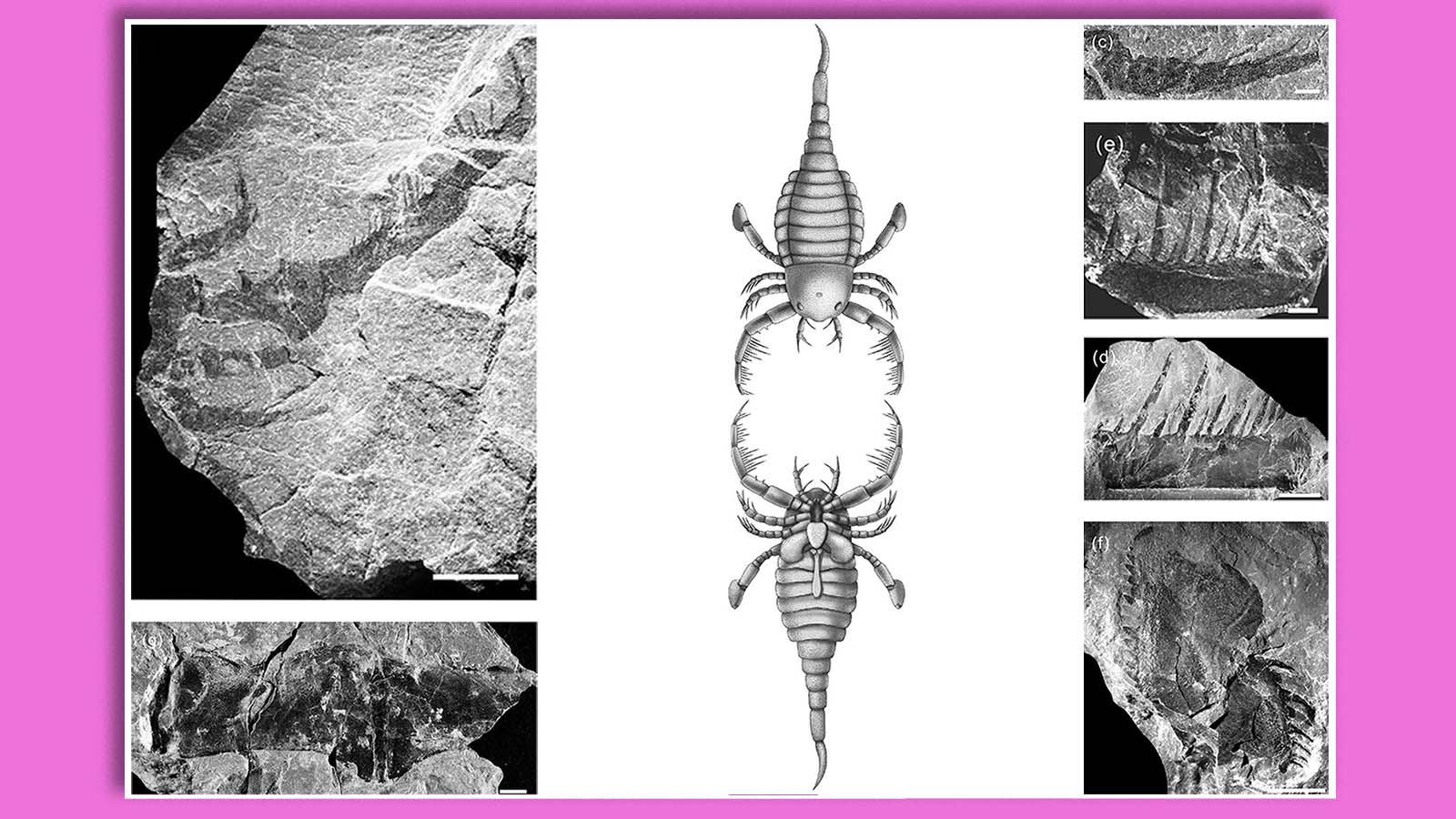 A fossil of Terropterus xiushanensis gen. et sp. nov. and a sketch of what it would have looked like