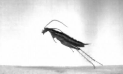 A new species of cockroach can jump like a grasshopper and travel distances fifty time its own length.