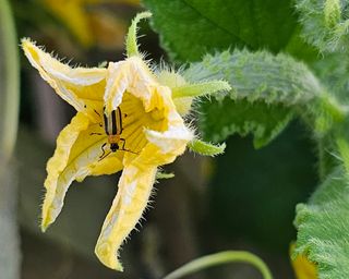 Striped cucumber beetle in flower on cucumber plant