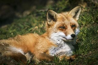 GuruShots - Animal Kingdom