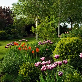 Tulips in garden border