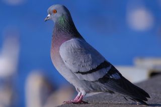 Pigeon, not Winston