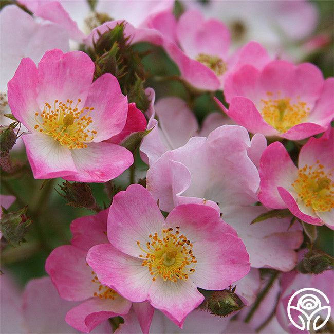 Ballerina - Rose Only