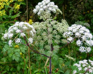 Poison Hemlock, Conium Maculatum