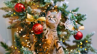 Cat playing with Christmas tree baubles