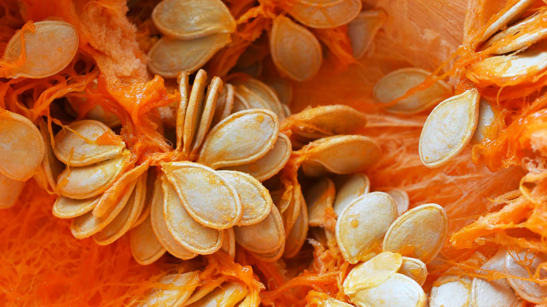 pumpkin seeds close-up