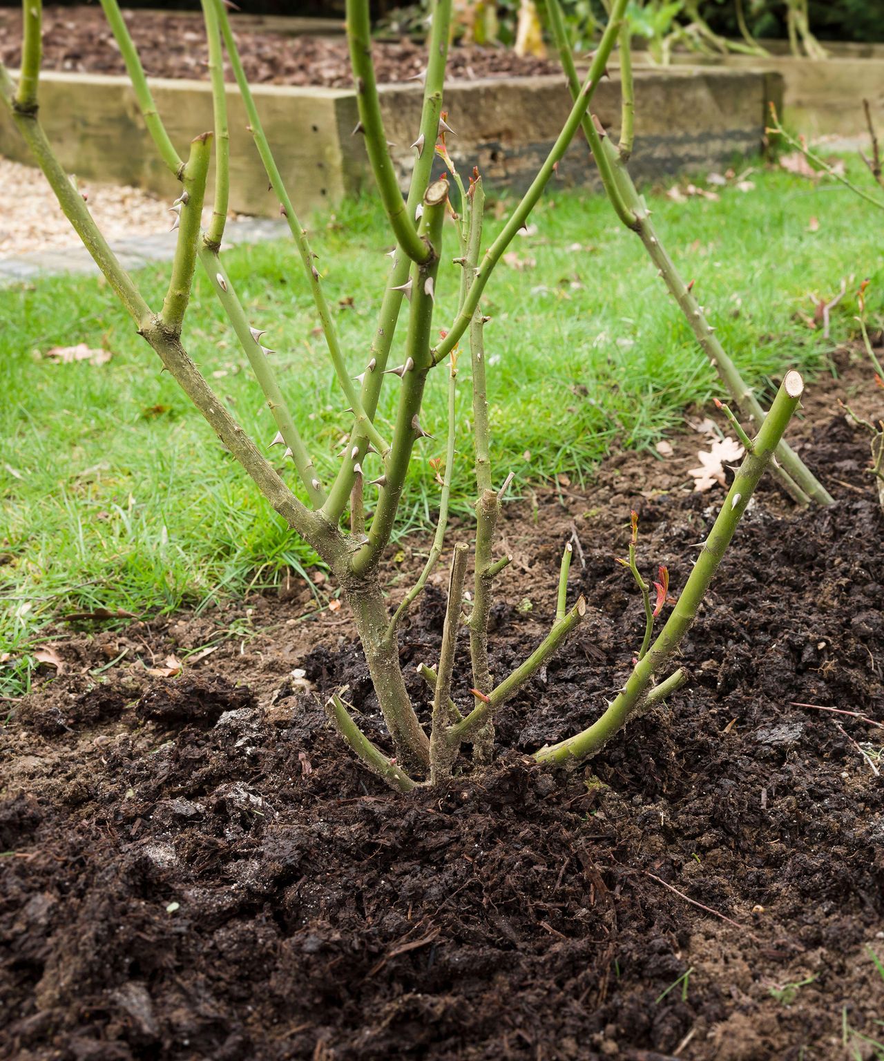 Powdery mildew how to get rid of white fungus on plants Gardeningetc