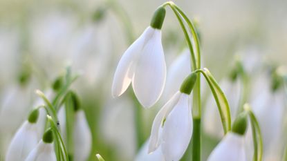 Snowdrops are one of the first signs that spring is on its way