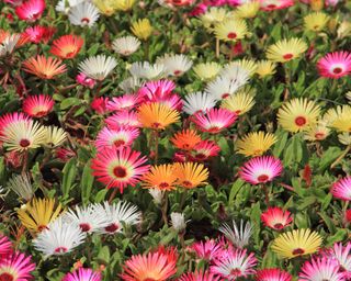 Livingstone daisies – or Mesembryanthemum