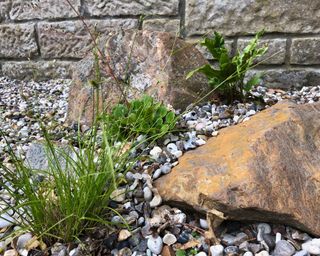 rocks, pebbles and plants in a rock garden design