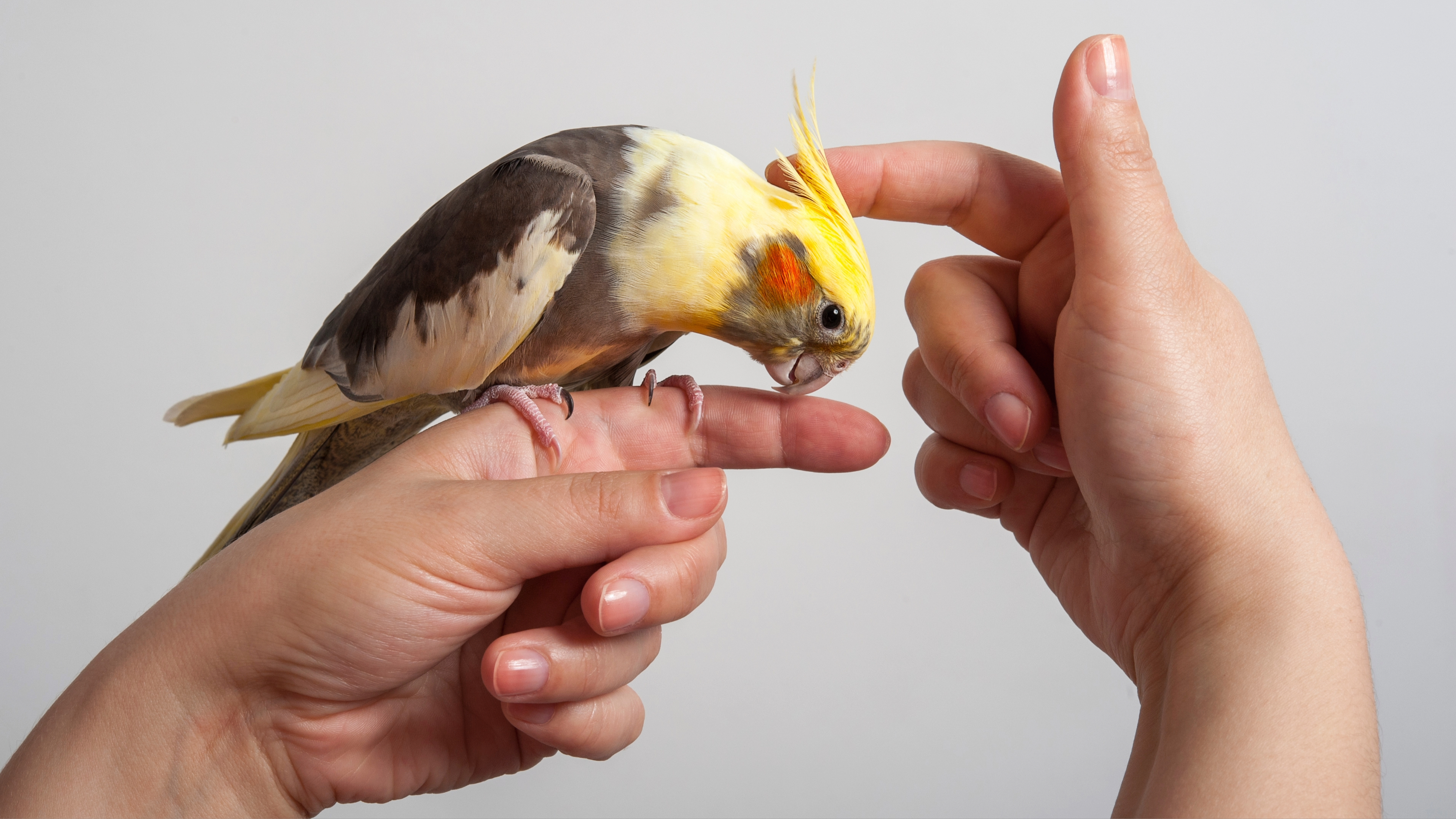 Person petting bird on head