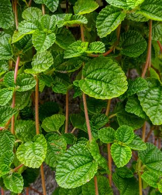 close-up of creeping Charlie leaves