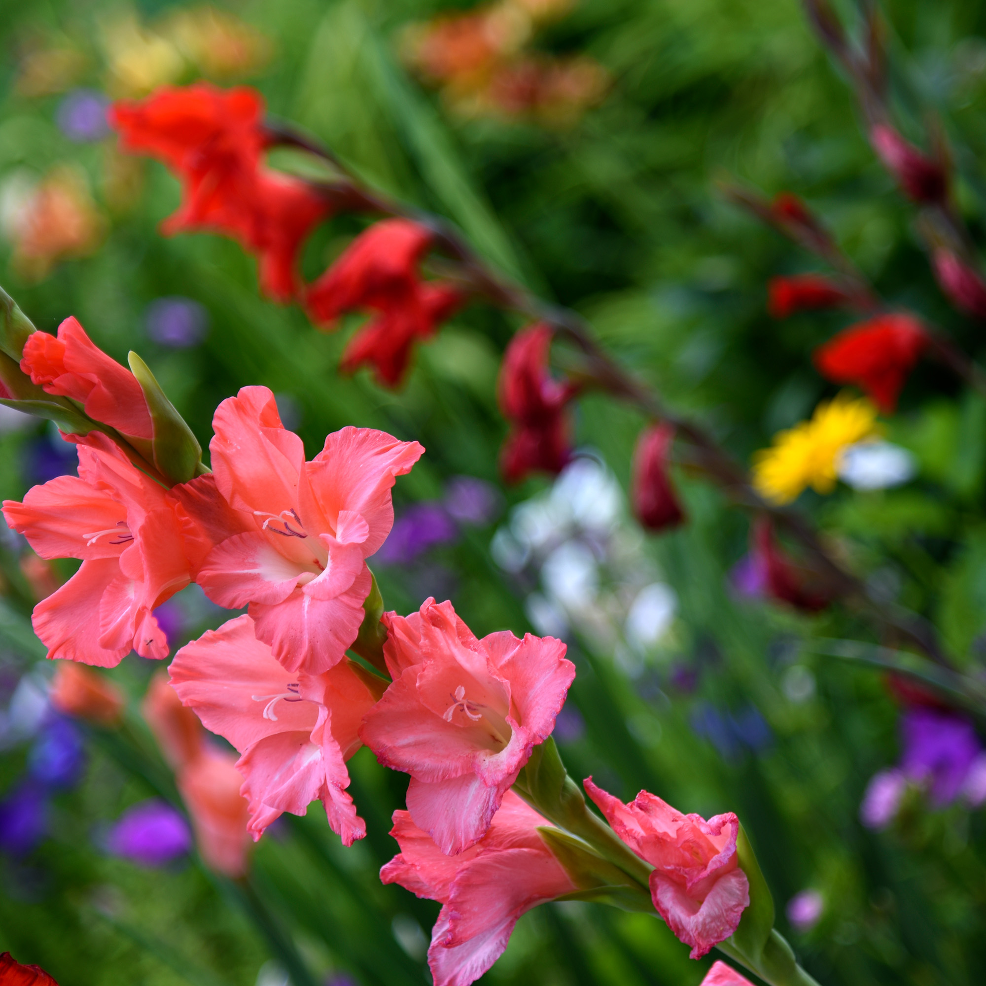 Gladiolus communis. Red gladiolus flowers in the garden 