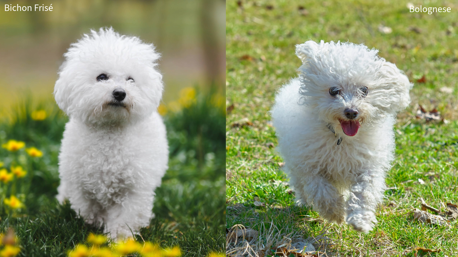 Collage of a Bichon Frise vs Bolognese on grass