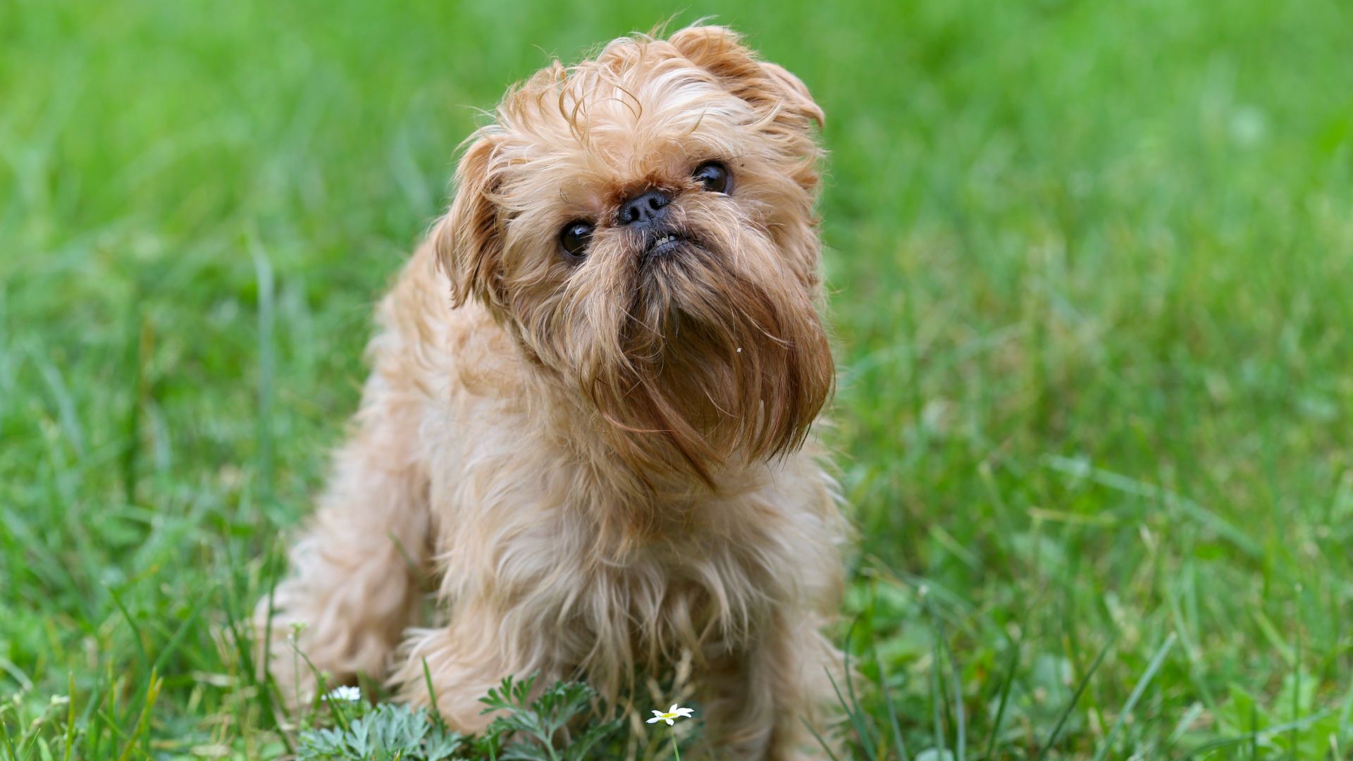 brussels griffon, a bearded tan dog, on a lawn
