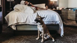 Dog in hotel room at end of bed