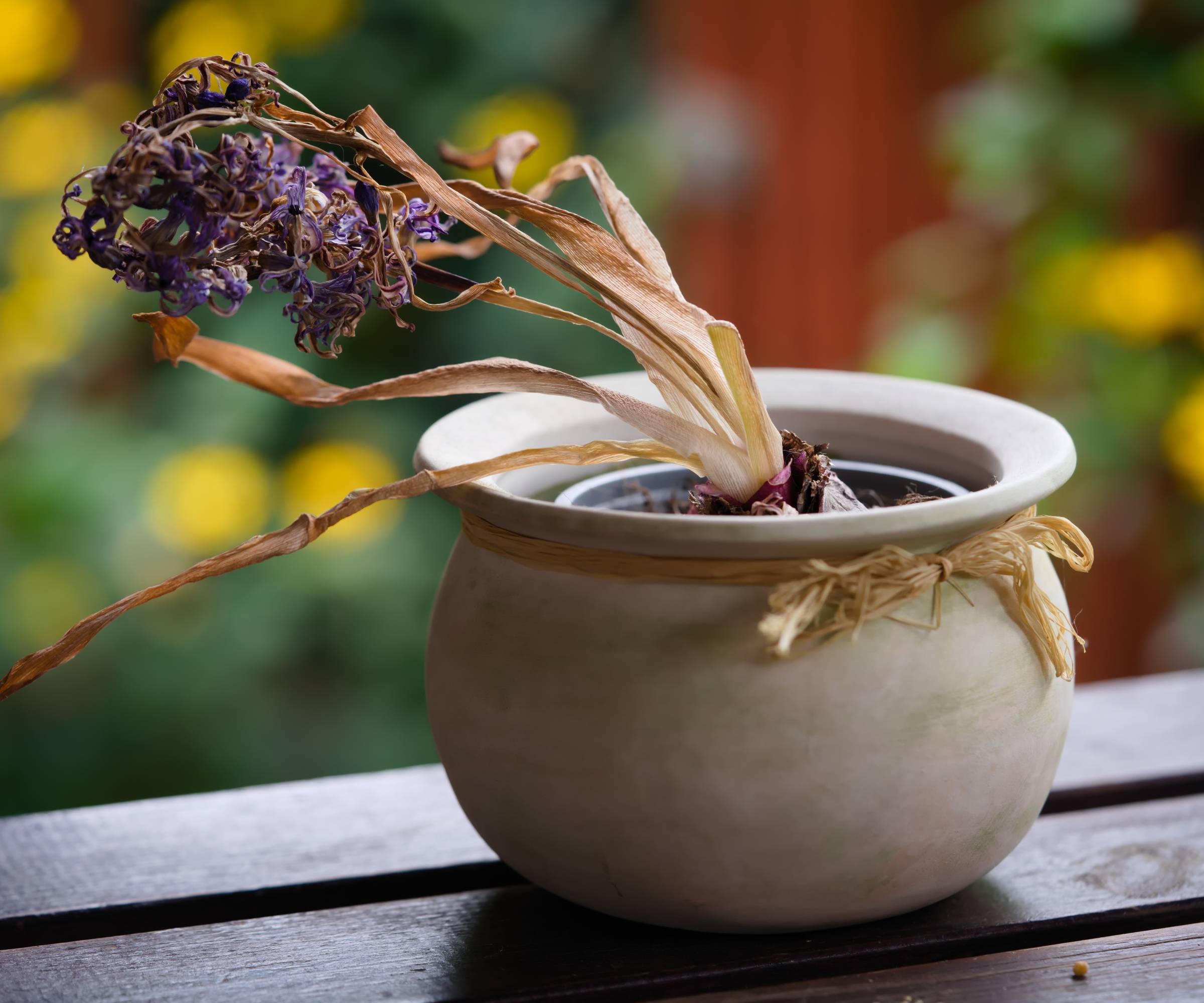 A withered hyacinth plant in a pot