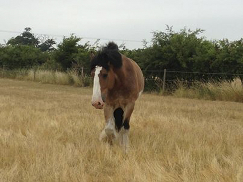 Hovis-summer-field.jpg