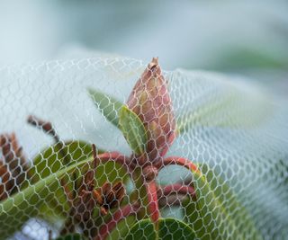 Wire mesh protecting plants