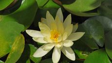 American lotus, Nelumbo lutea, in bloom with pale yellow petals and a golden centre