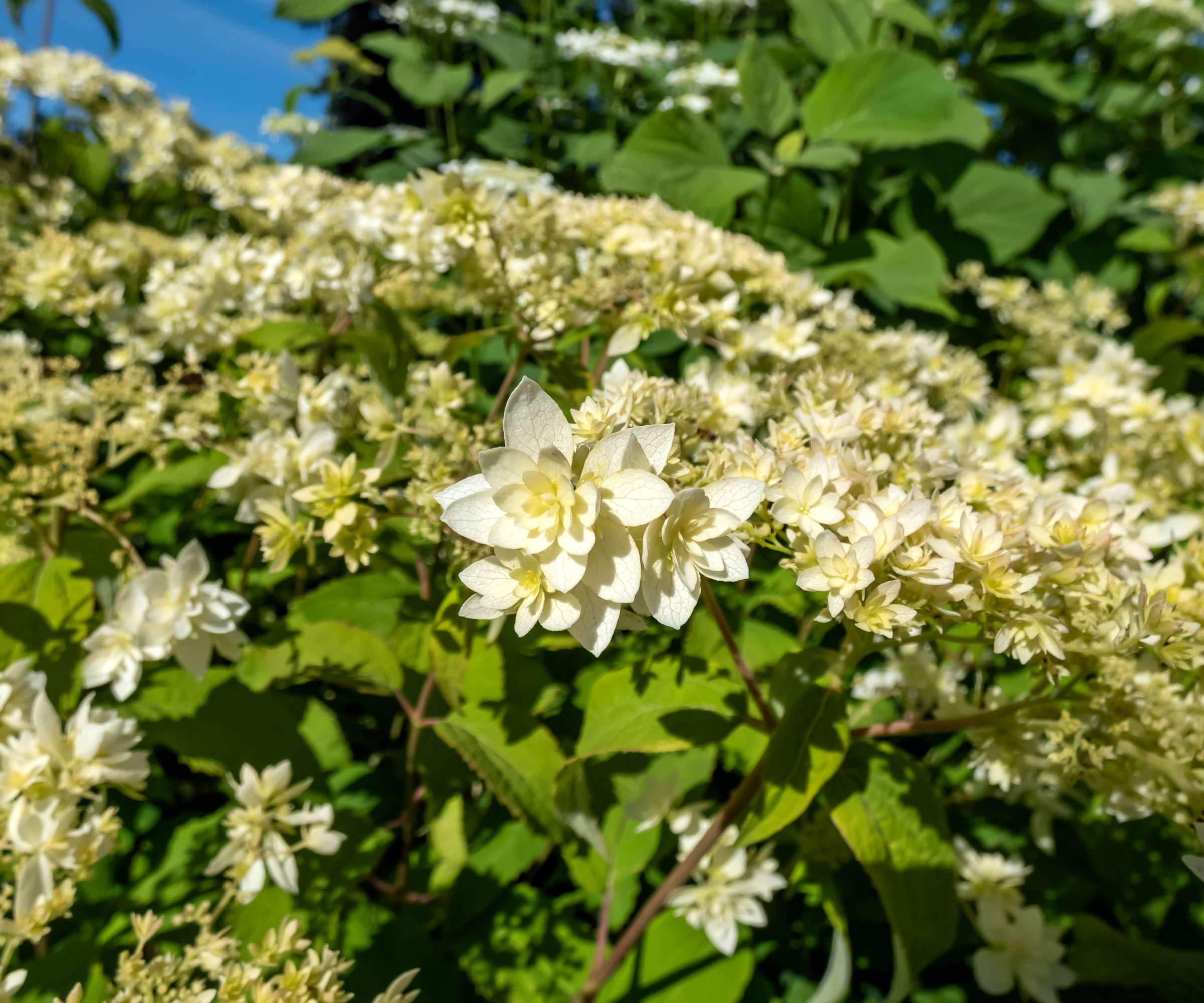 smooth hydrangea Hayes Starburst in bloom