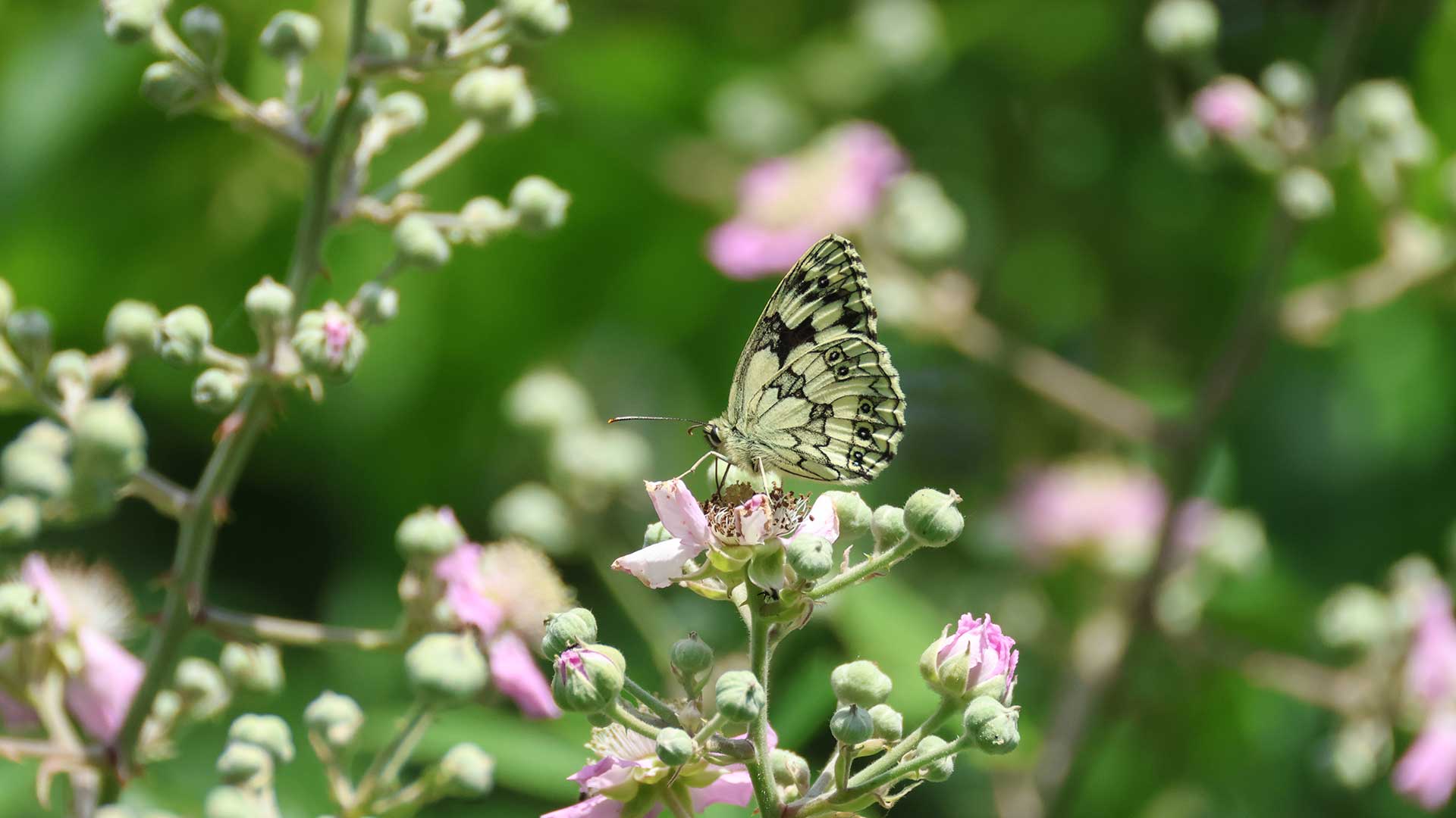 marbled white butterfly on blackberry flowers