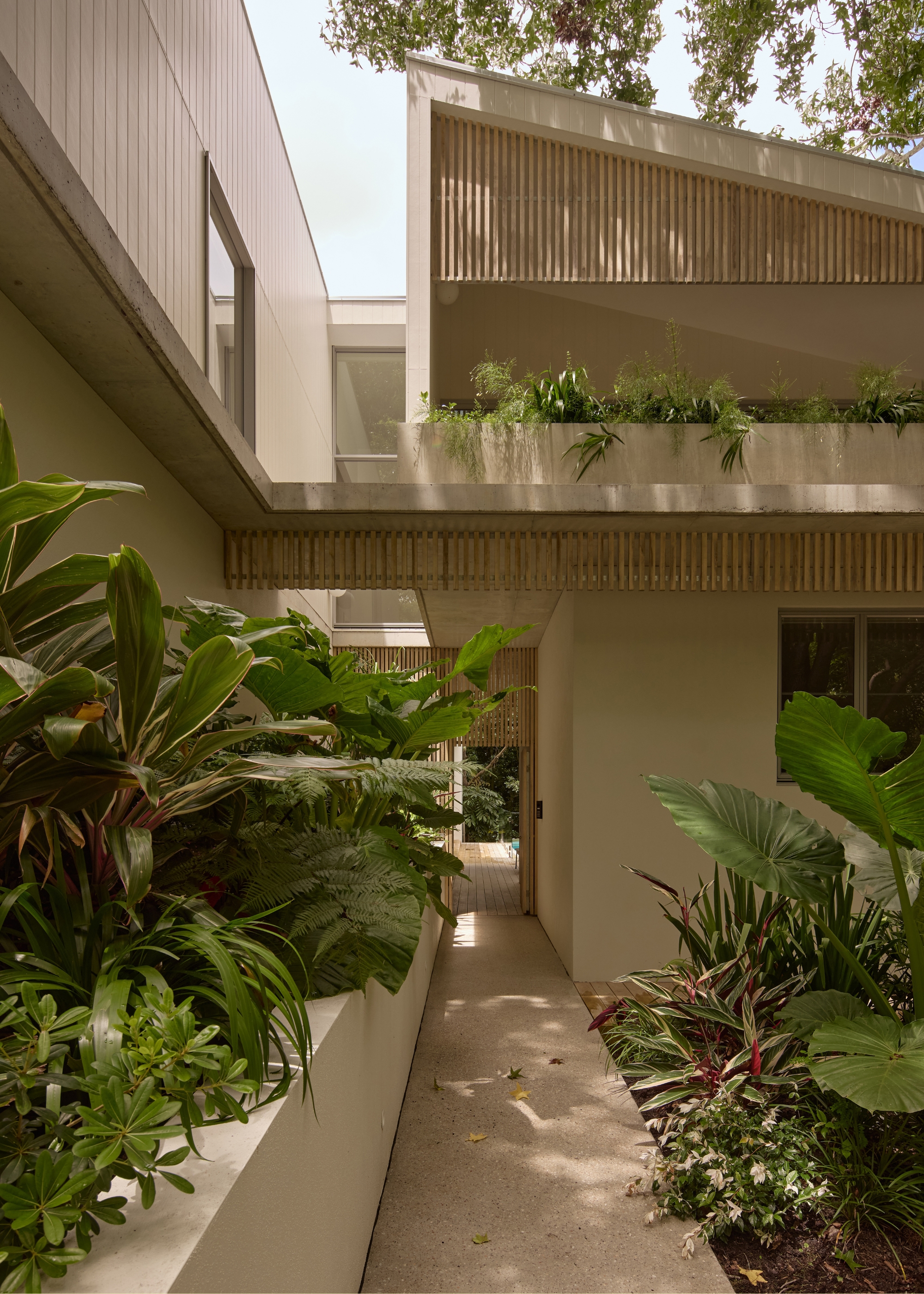 Cream paving surrounded by a lush garden with groundcover and shrubs