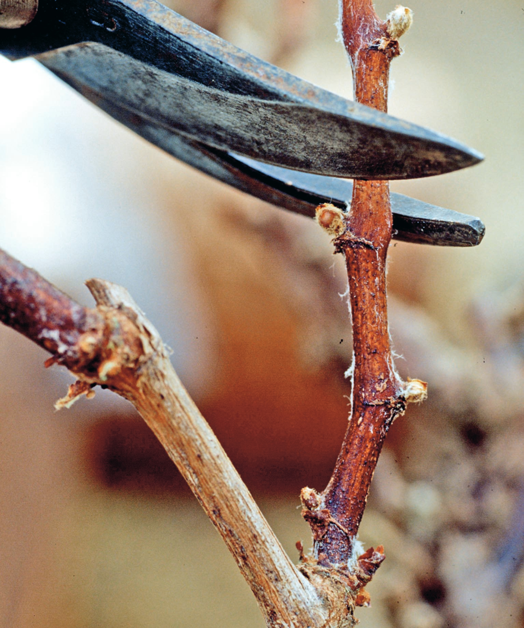 pruning grapevine