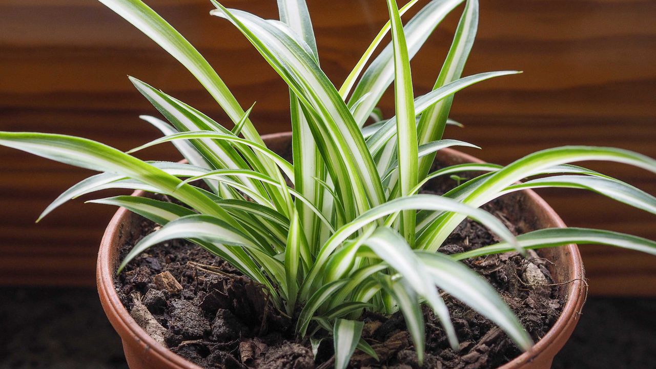 spider plant propagation