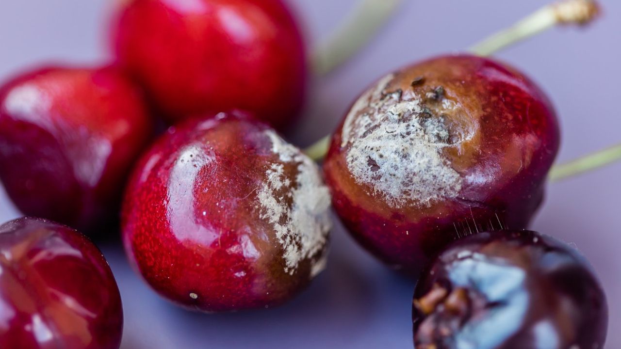 mold growing on red cherries