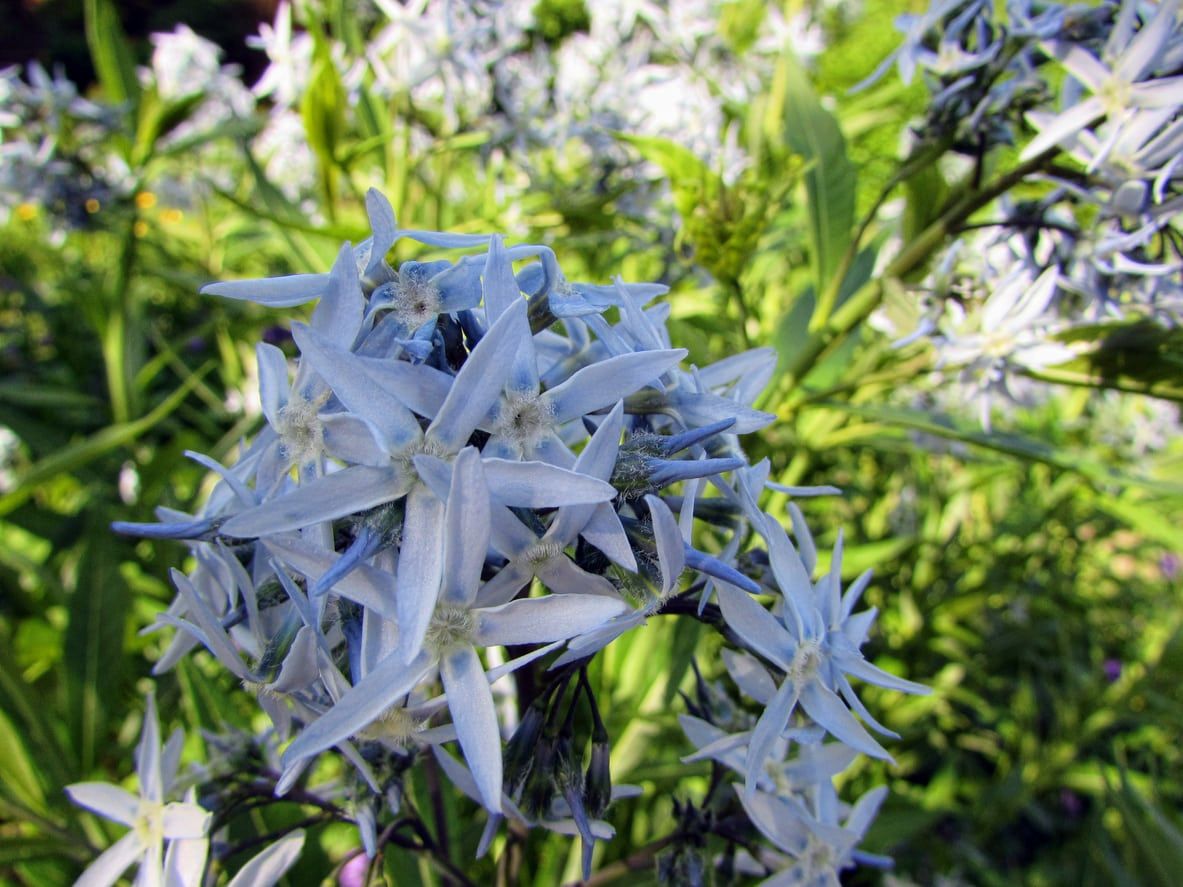 amsonia propagation