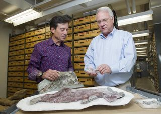 Paleontologists Louis Jacobs (right), of Southern Methodist University, and Anthony Fiorillo (left), of the Perot Museum of Nature and Science, examine the 23-million-year-old Desmostylia fossils from the Aleutian Islands.