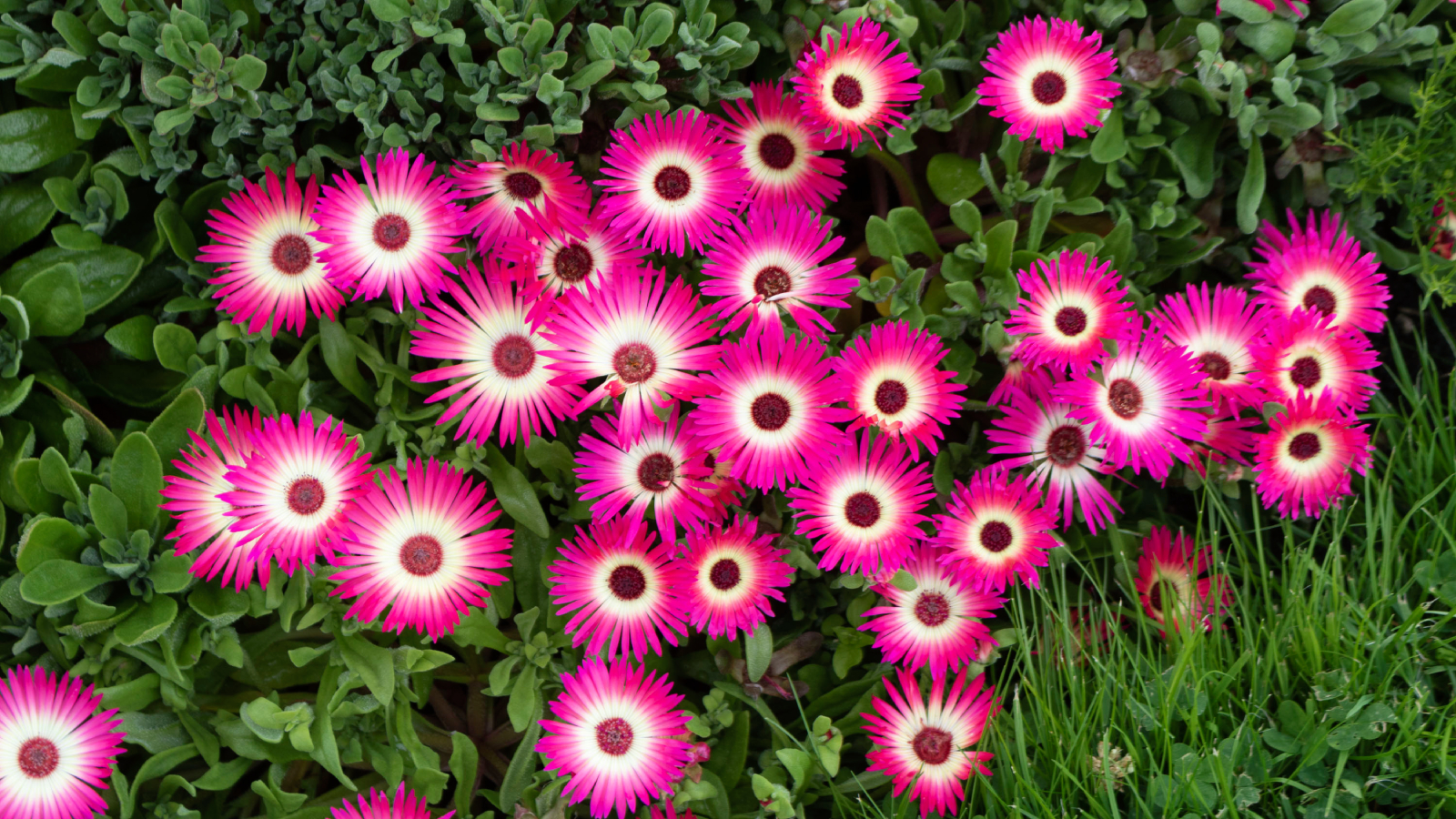 Pink ice plant ground cover