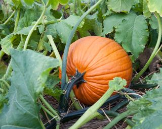 pumpkin growing in garden