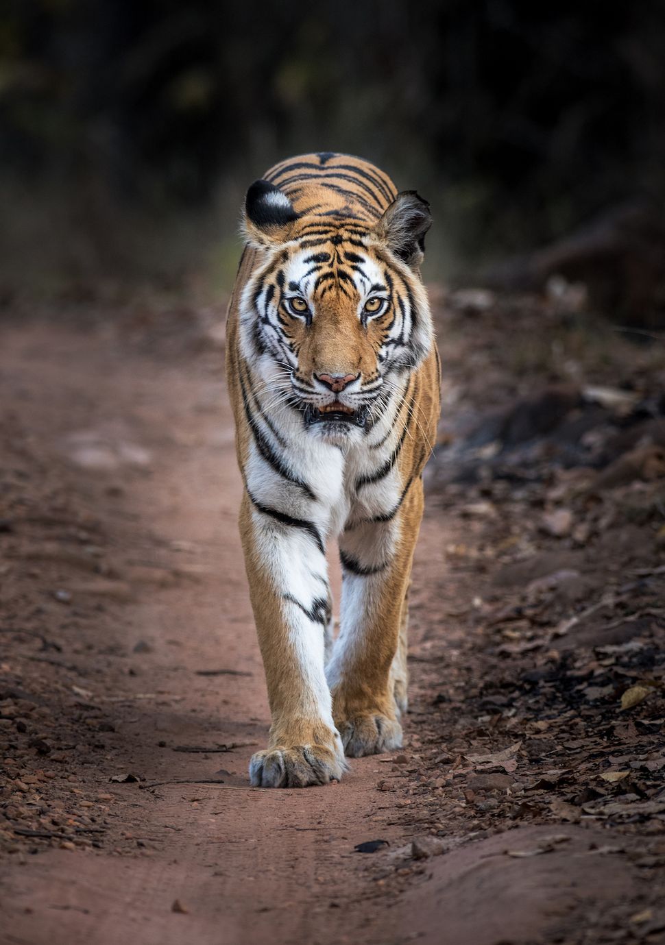 In Photos: The Tigers of India's Bandhavgarh Tiger Reserve | Live Science