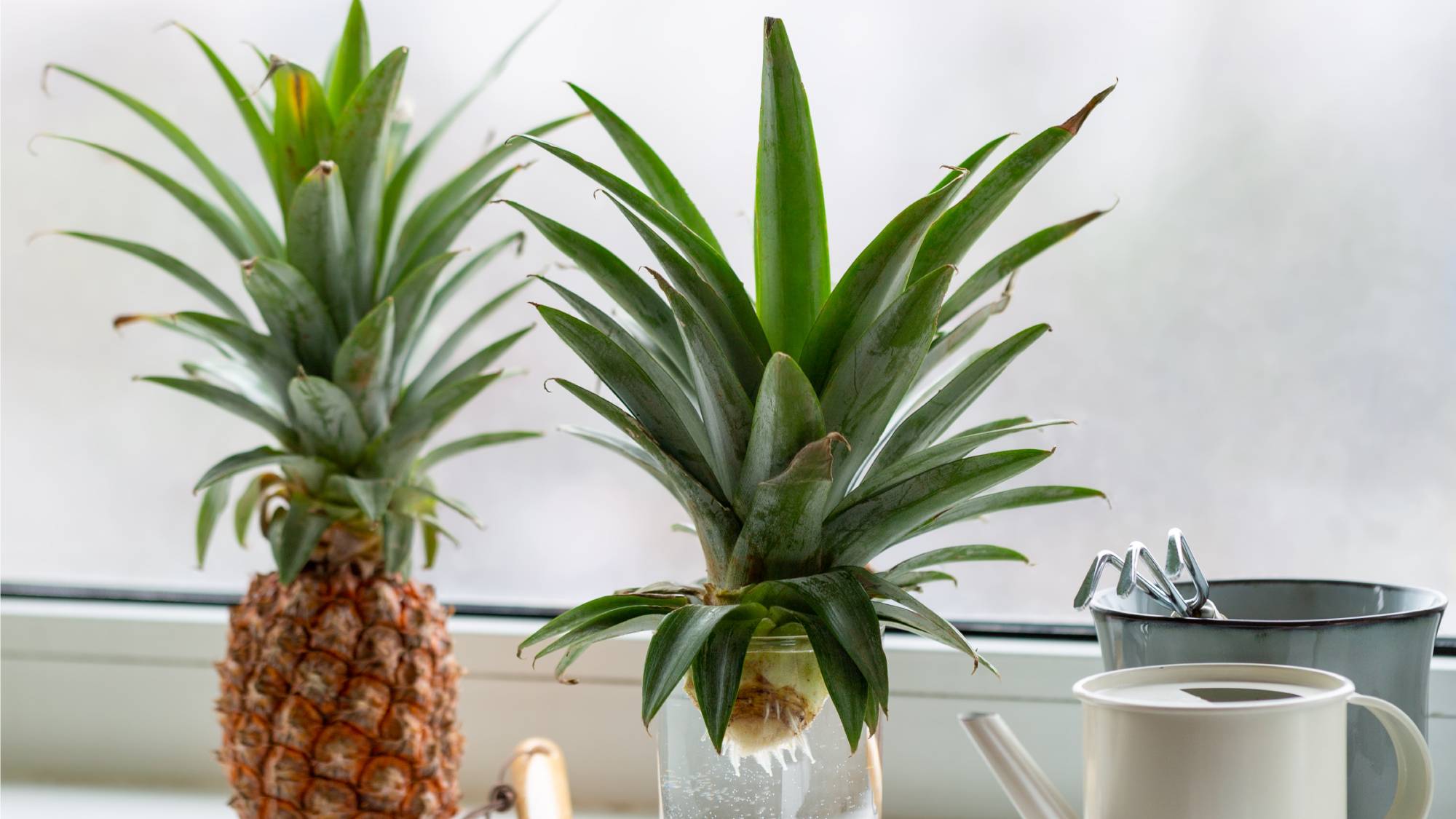 How to grow a pineapple top in water