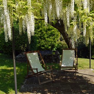 White wisteria in the garden