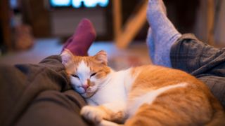 A cat snuggled up between two people's feet