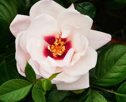 Rosa Chawton Cottage was 'the best new plant of the show'. Credit: Harkness Roses