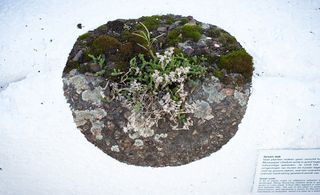 Plants sprouting through the concrete