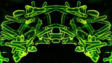 a microscope image of bacteria that has been mirrored