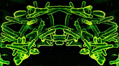 a microscope image of bacteria that has been mirrored