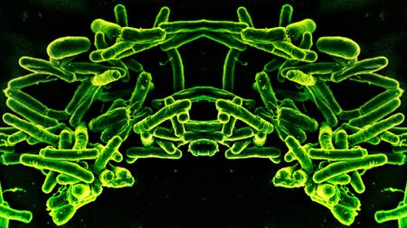 a microscope image of bacteria that has been mirrored