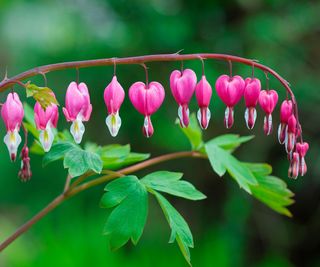 bleeding hearts plant flowering in early spring