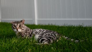 Savannah cat lying in the grass