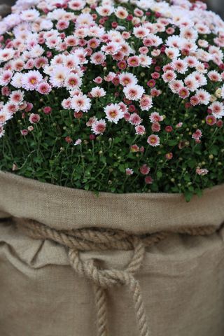 Pink mums in a burlap sack